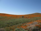 Antelope Valley Poppy Reserve