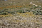 Antelope Valley Poppy Reserve 2017